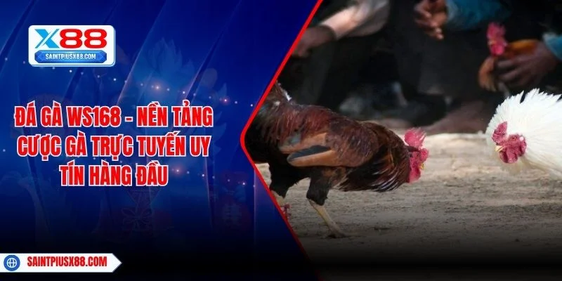 Đá Gà WS168 – Nền Tảng Cược Gà Trực Tuyến Uy Tín Hàng Đầu
