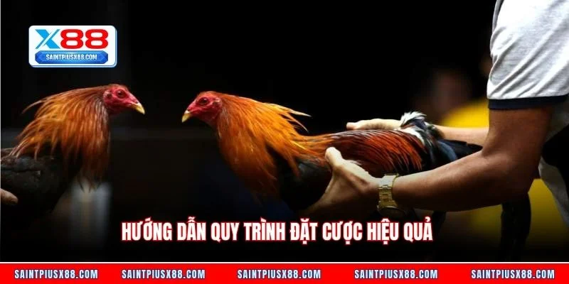 Hướng dẫn quy trình đặt cược hiệu quả